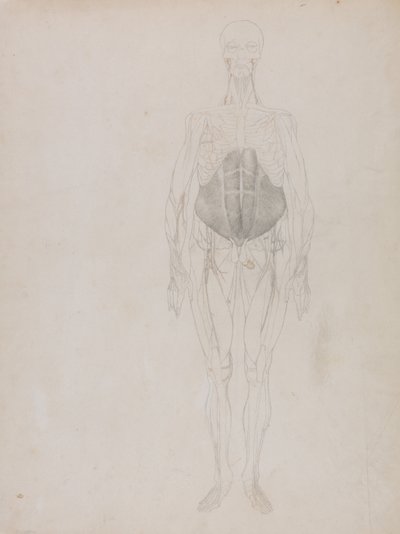 Esposizione anatomica comparativa della struttura del corpo umano con quella di una tigre e di una mucca da George Stubbs